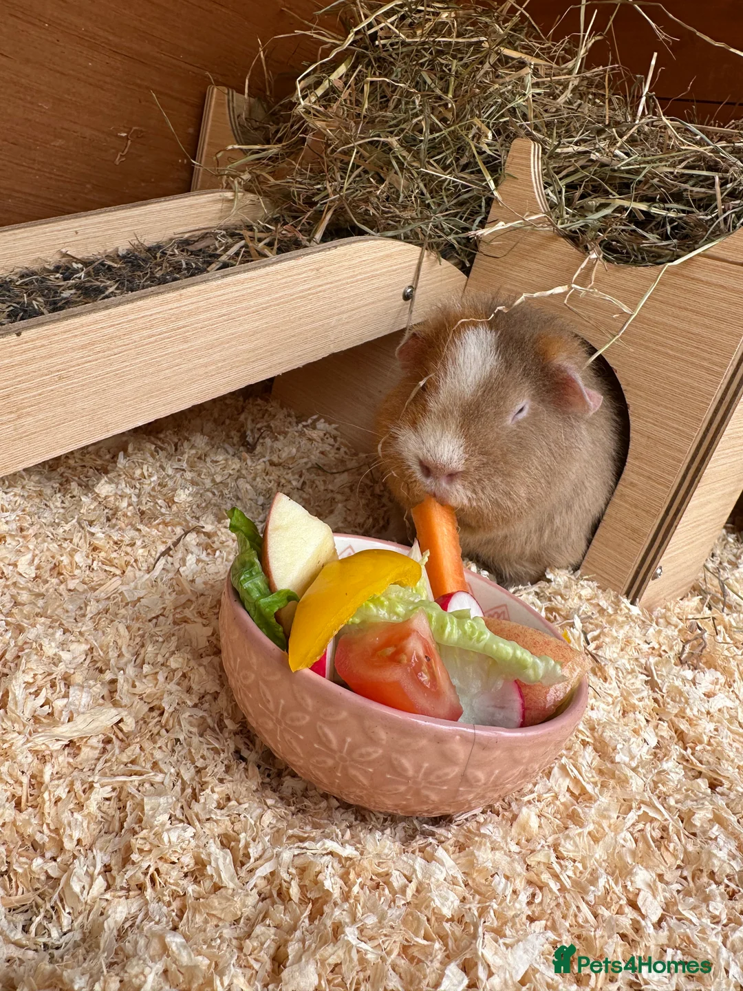 Guinea Pig rodents for sale: Teddy guinea pigs  - Advert 11