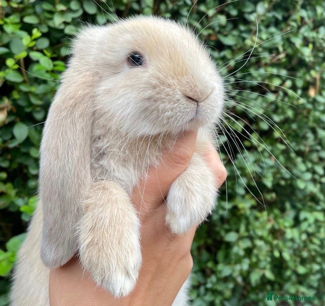 French Lop rabbits Beautiful litter of Giant French lops  - Advert 18