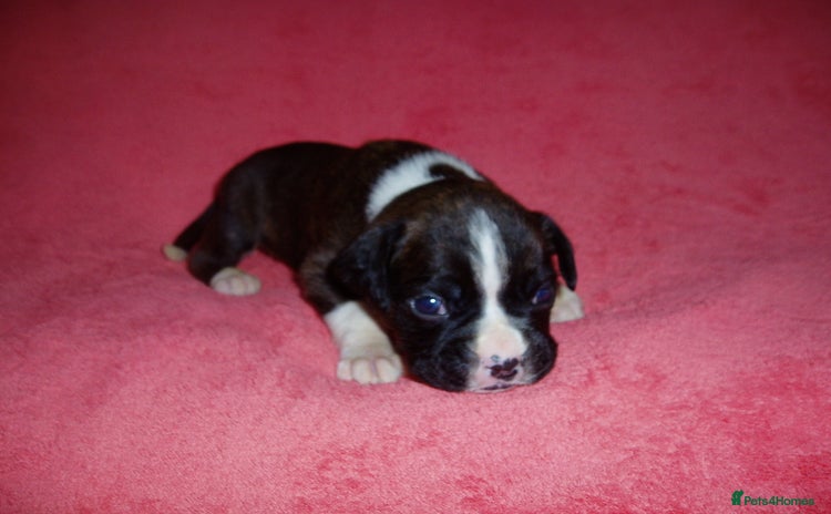 Boxer dogs - Advert 1