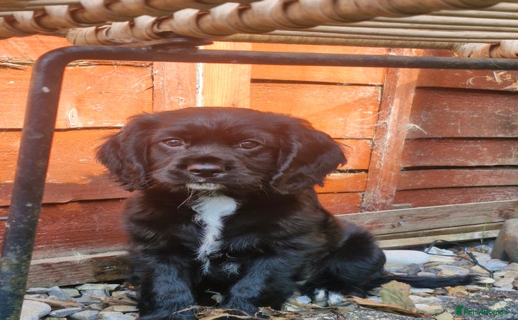 Mixed Breed dogs - Advert 4