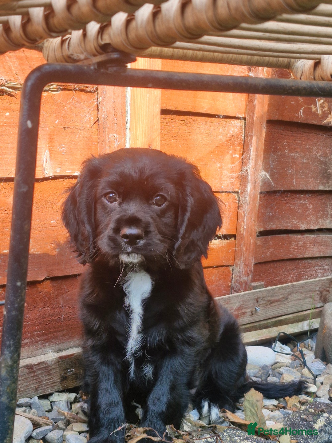 Mixed Breed dogs for sale: Cockalier  - Image 1