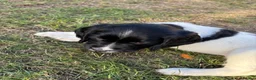 English Springer Spaniel dogs for sale: Springer spaniel puppies - Advert 3