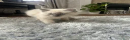 Ragdoll cats for sale: Pure ragdoll kittens - Advert 4