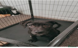 Mixed Breed dogs for sale: 4 month old/ labrador retrieve/cane corse - Image 5