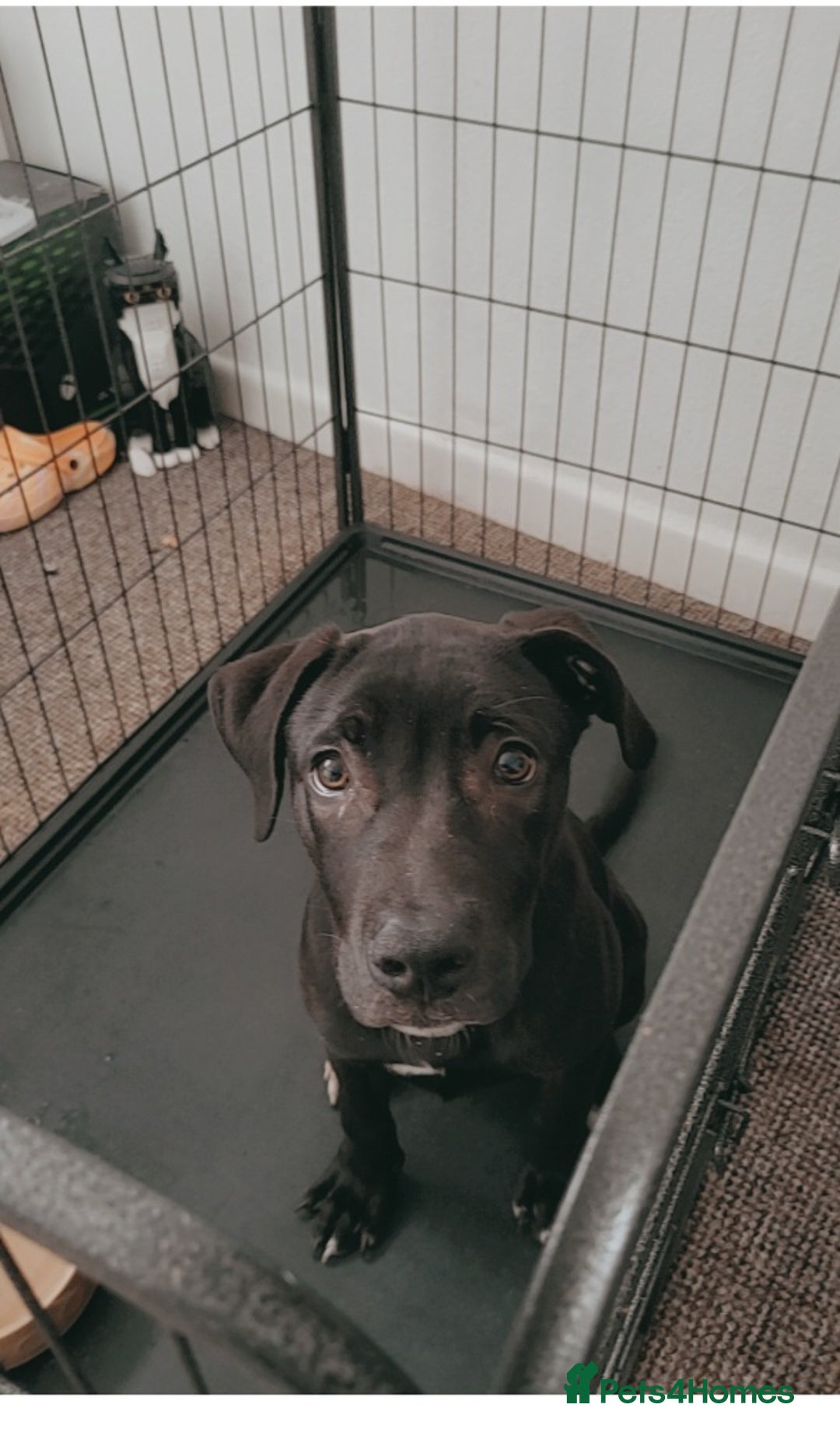 Mixed Breed dogs for sale: 4 month old/ labrador retrieve/cane corse - Image 5