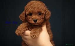 Toy Poodle dogs for sale: READY TO GO ASIAN DARK RED TOY POODLE PUPPIES - Image 8