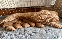 Cockapoo dogs for sale: Beautiful fox red cockapoo pups  - Image 13