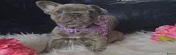 French Bulldog dogs for sale: 🐶💜 KC Registered French Bulldog Puppies - Advert 33
