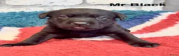 Labrador Retriever dogs for sale: Absolutely stunning Labrador puppies for sale - Advert 15