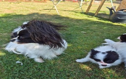 Papillon dogs for sale: Papillion puppys - Image 18