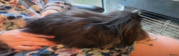 Mini Lion Lop rabbits for sale: 3 mini lion lops girls for sale - Advert 4