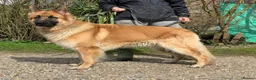 Mixed Breed dogs for sale: Dane Shepherd Puppies in Leamington Spa - Advert 2