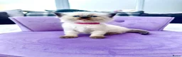 Ragdoll cats for sale: Ragdoll kittens *one female left* - Advert 12