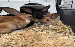 Rex rabbits for sale: Baby rex rabbits  - Image 5
