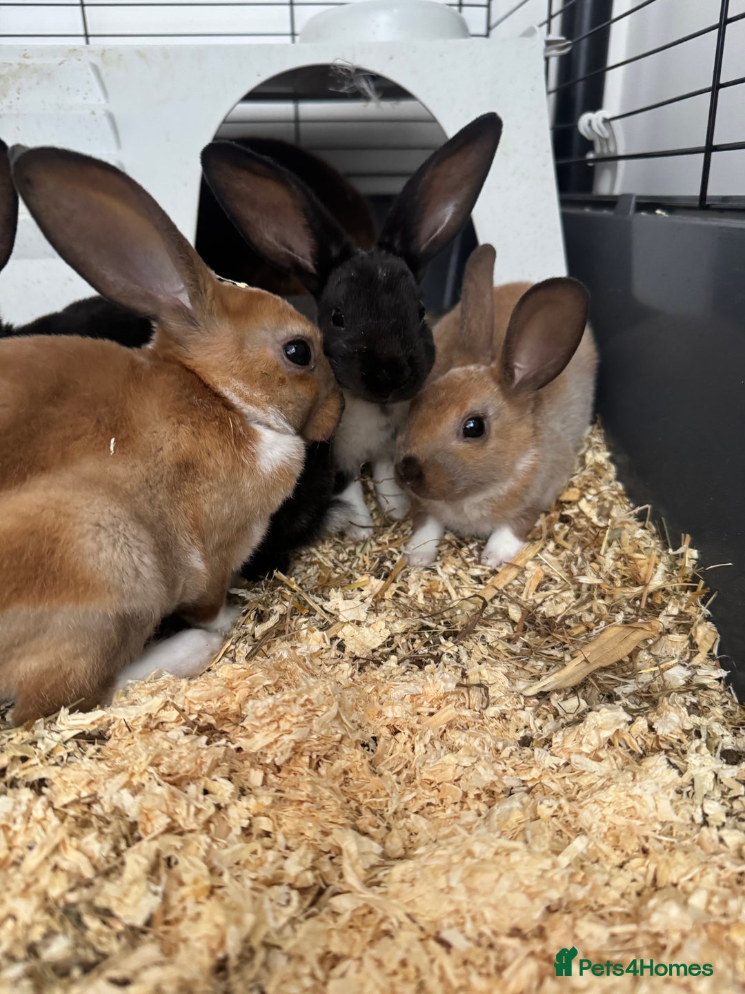 Rex rabbits for sale: Baby rex rabbits  - Image 5