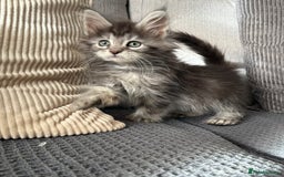 Maine Coon cats for sale: Maine coon kittens POLYDACTYL FEMALES  - Image 11