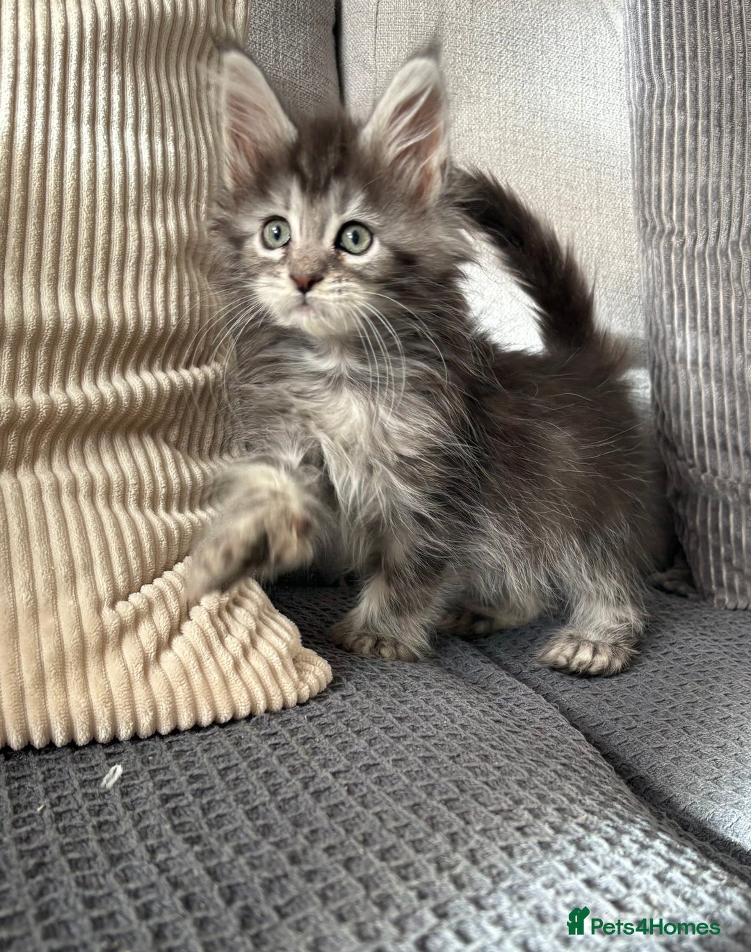 Maine Coon cats for sale: Maine coon kittens POLYDACTYL FEMALES  - Image 11