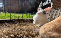Dutch rabbits for sale: Rabbits ready to go now  - Image 15