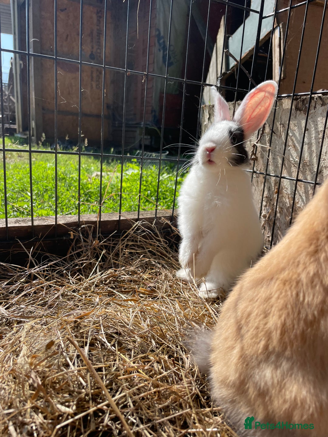 Dutch rabbits for sale: Rabbits ready to go now  - Image 15