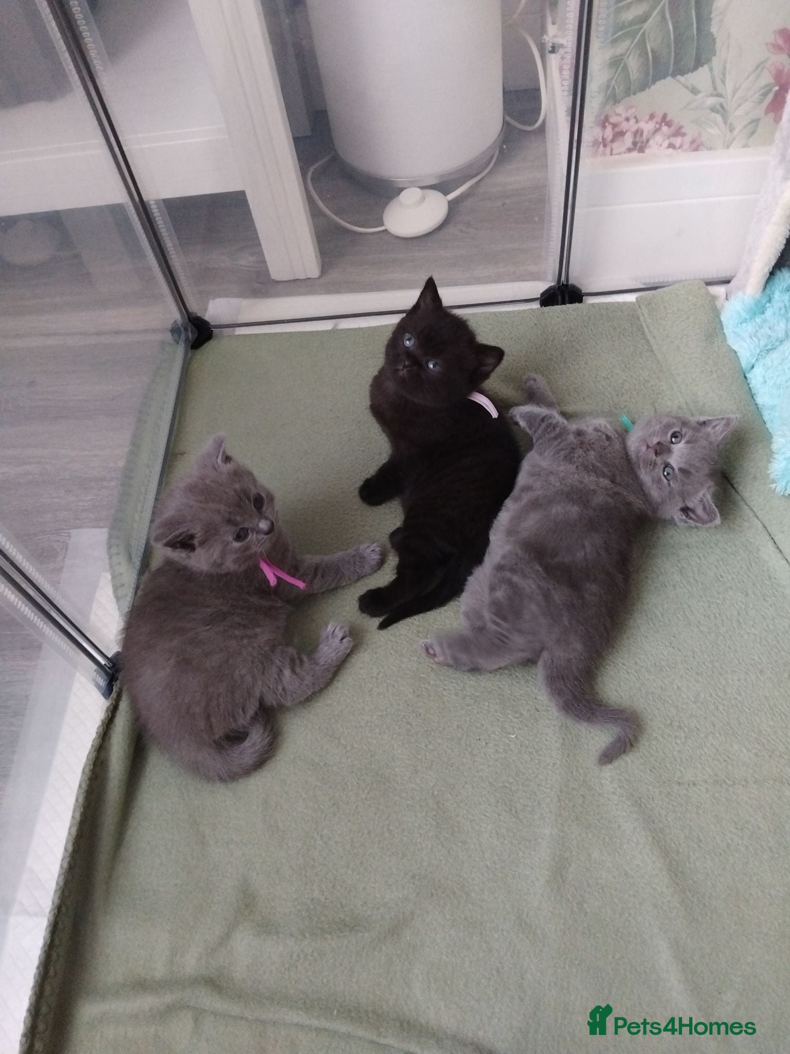 British Shorthair cats British shorthair x Domestic shorthair  - Advert 12
