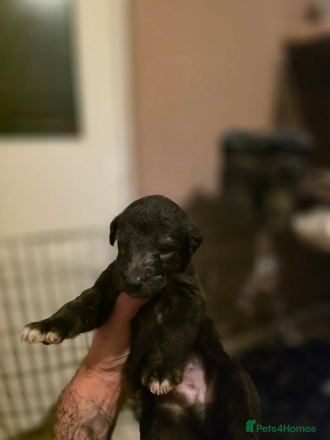 Mixed Breed dogs for sale: Bedlington whippet puppies  - Advert 6