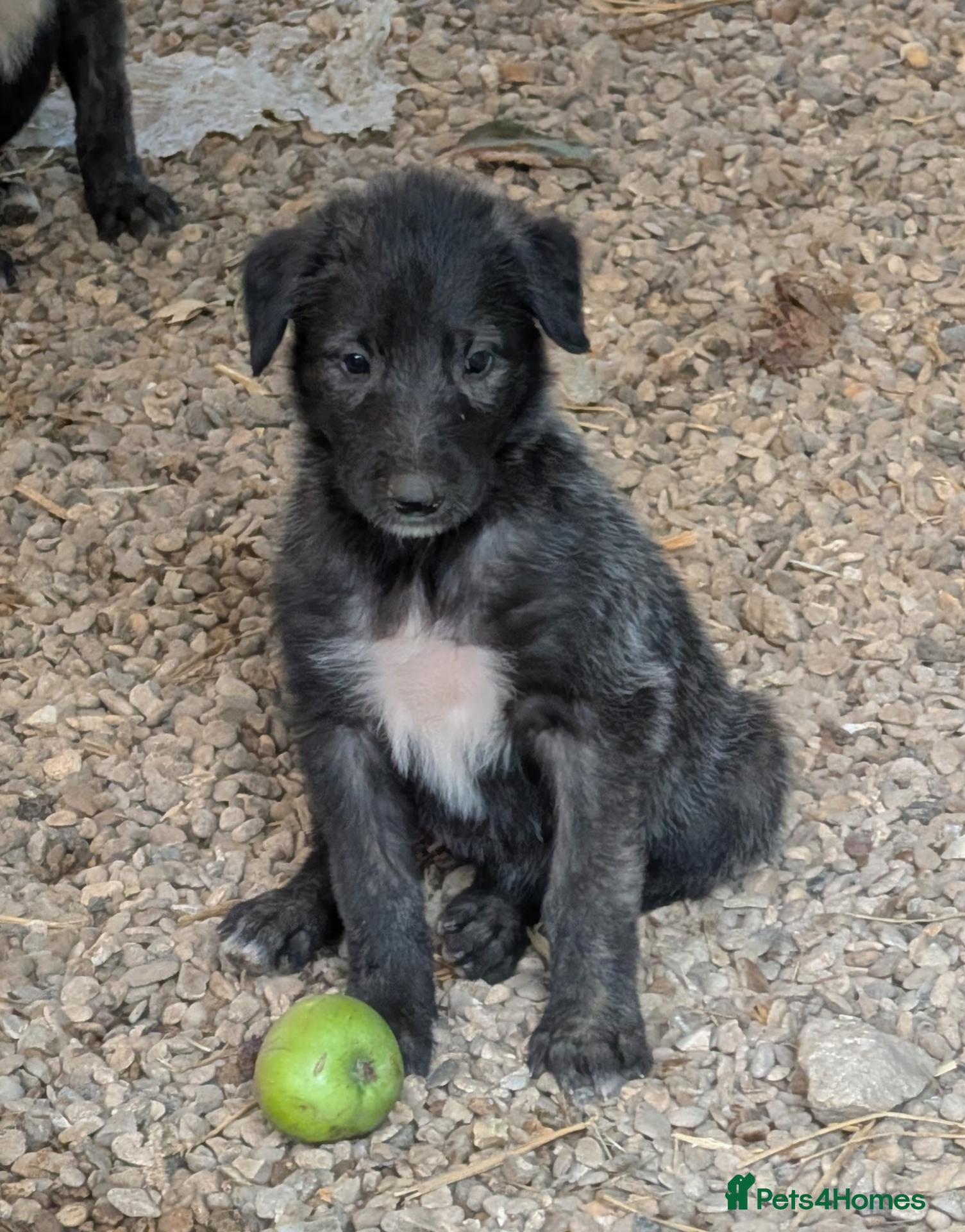 Irish Wolfhound dogs Wolfhound/Caucasian  - Advert 1