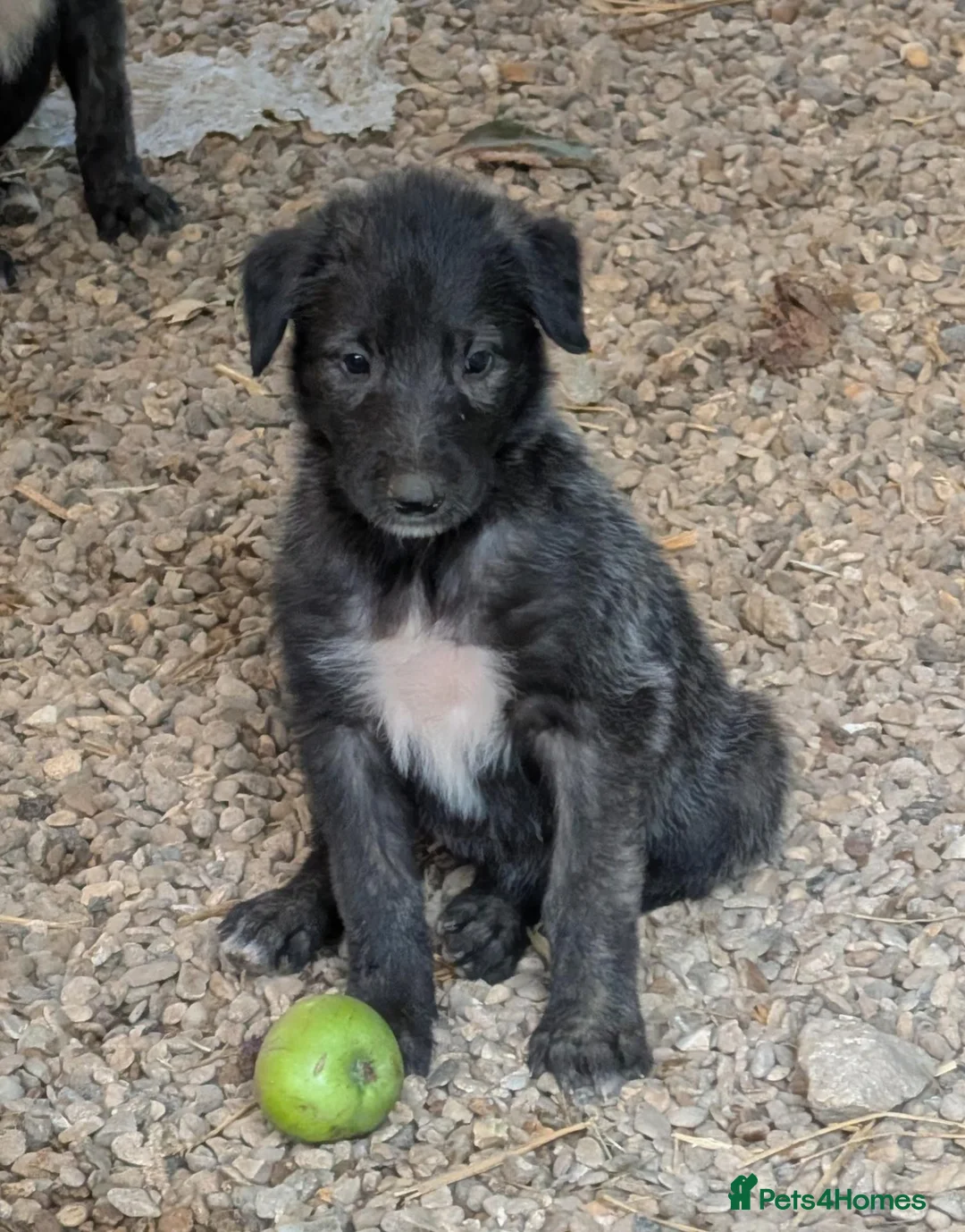 Irish Wolfhound dogs for sale: Wolfhound/Caucasian  - Advert 1