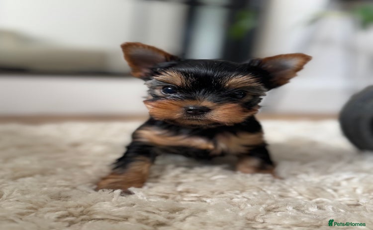 Yorkshire Terrier dogs - Advert 2