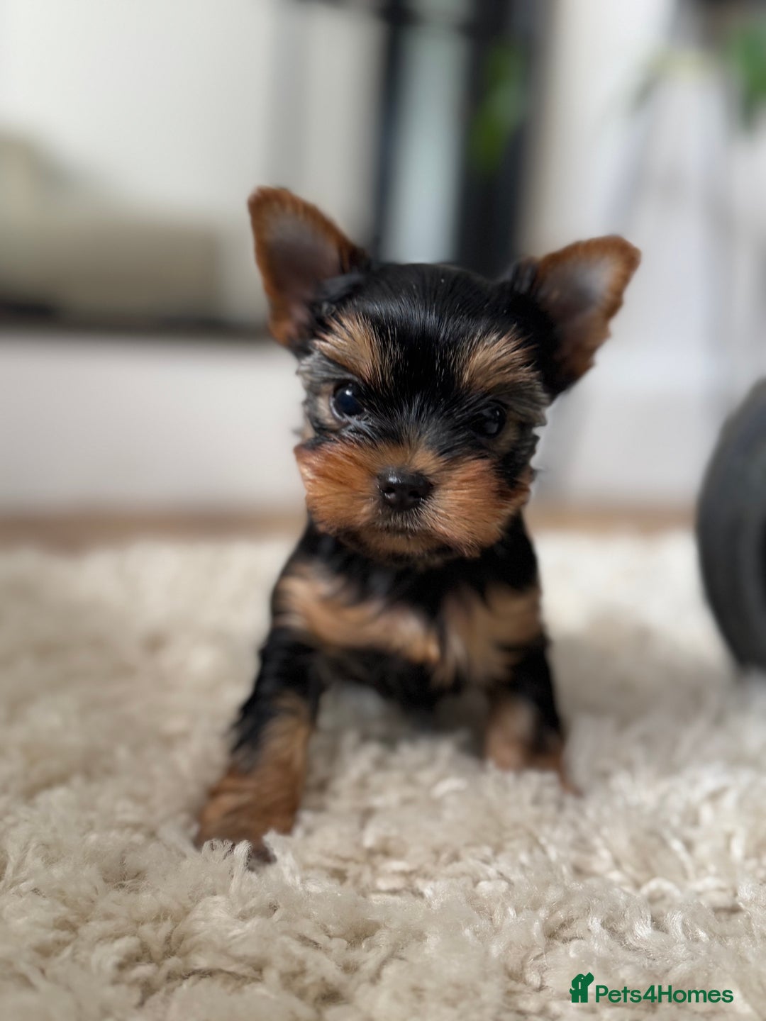 Yorkshire Terrier dogs for sale: Miniature Yorkshire Terrier puppies. - Image 1