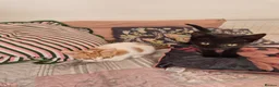 Mixed Breed cats for sale: KITTENS READY TO LEAVE in Oldbury - Advert 5