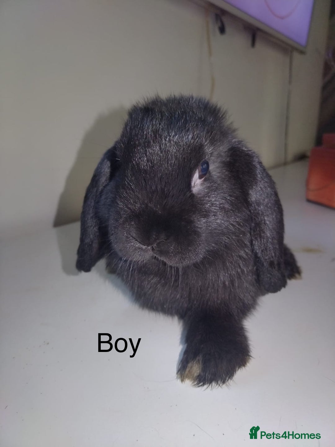 Mini Lop rabbits for sale: Mini lops available  - Advert 9