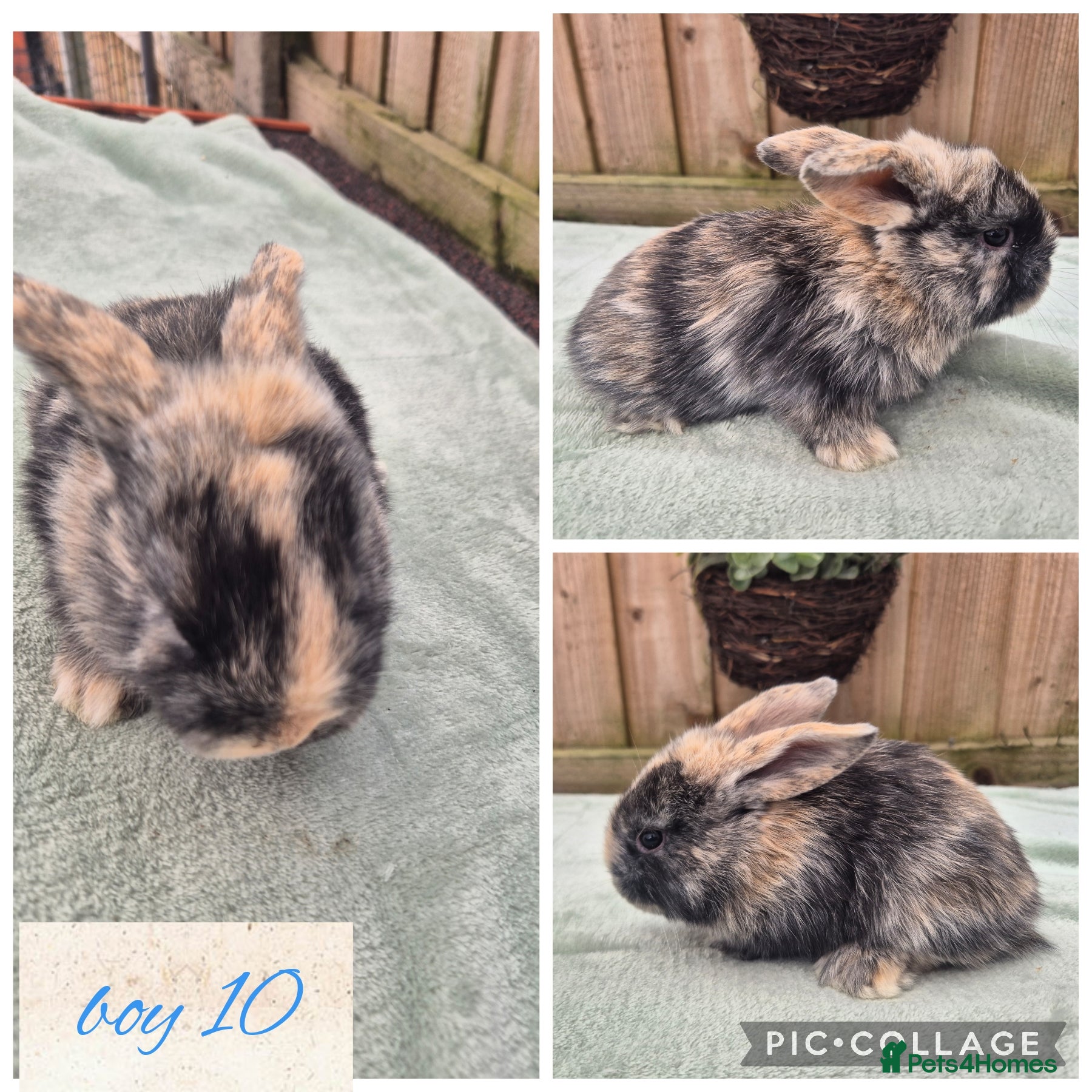 Mini Lop rabbits for sale: ❤️🐇 stunning mini lops 🐇💙 Ready to be reserved - Advert 2