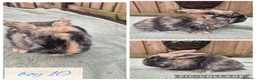 Mini Lop rabbits for sale: Ready to be reserved - Advert 10