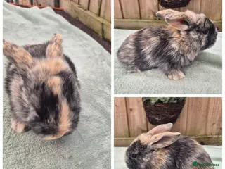Mini Lop rabbits for sale: ❤️🐇 stunning mini lops 🐇💙 Ready to be reserved - Advert 2