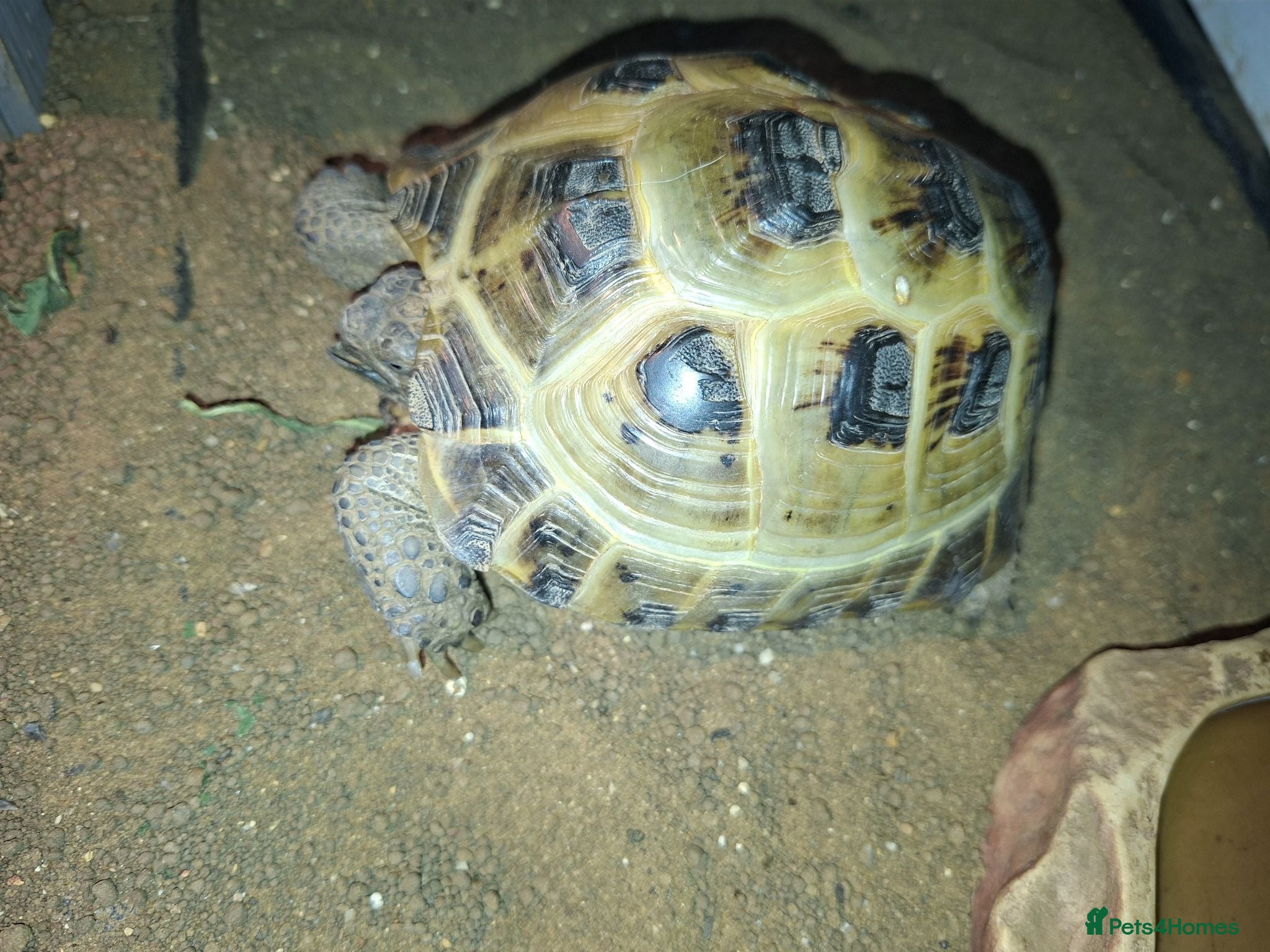 Tortoise reptiles Tortoise in need of new home. - Advert 3
