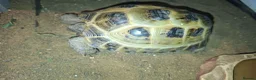 Tortoise reptiles for sale: Tortoise in need of new home. in Todmorden - Advert 1