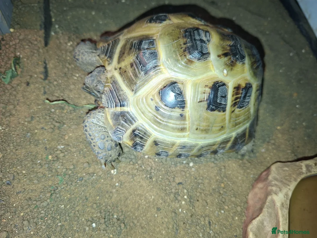 Tortoise reptiles for sale: Tortoise in need of new home. in Todmorden - Advert 1