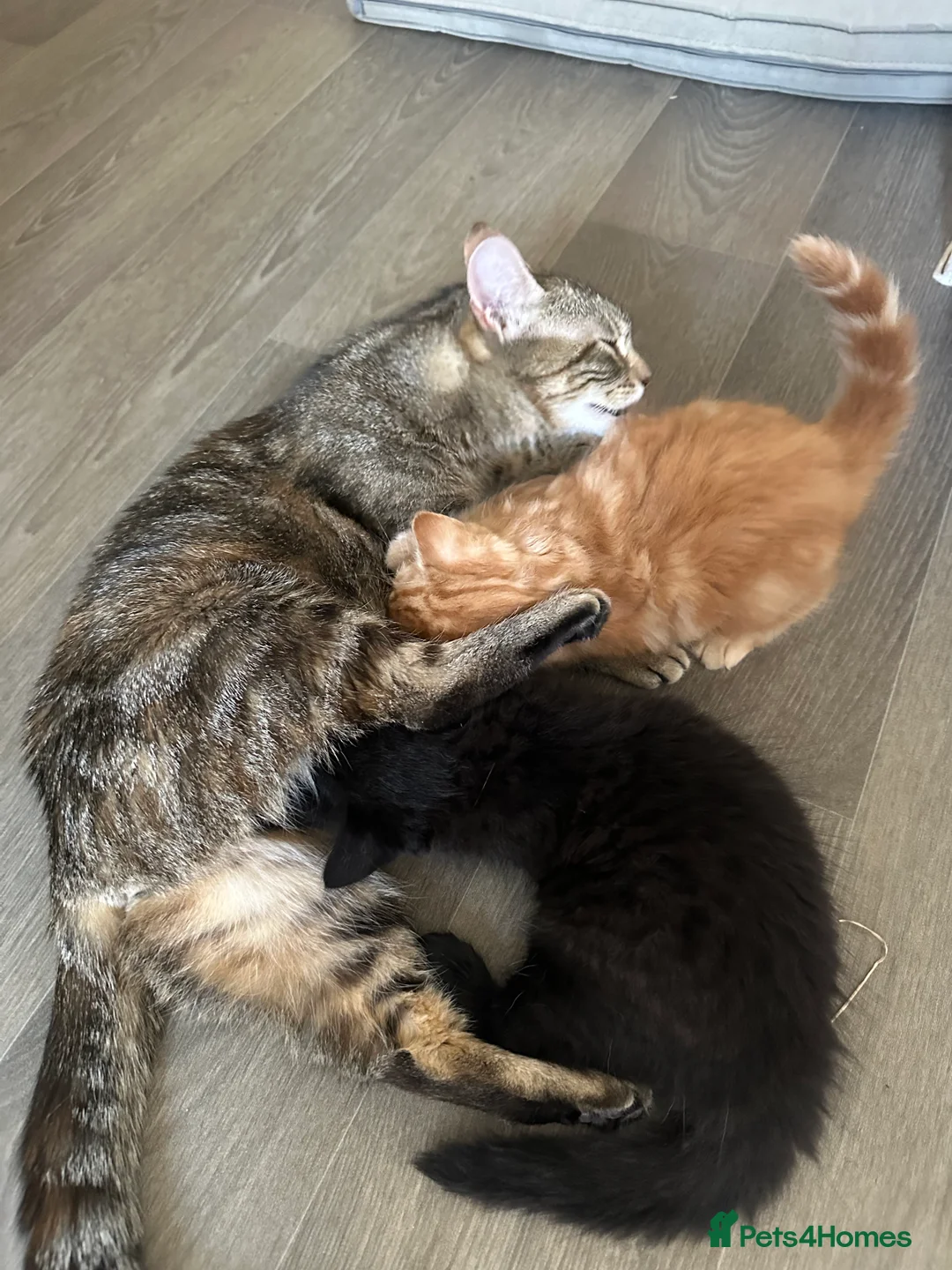Mixed Breed cats for sale: Two male kittens just over 10 weeks  - Advert 2