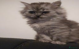 Persian cats for sale: Persian kittens for sale - Image 30