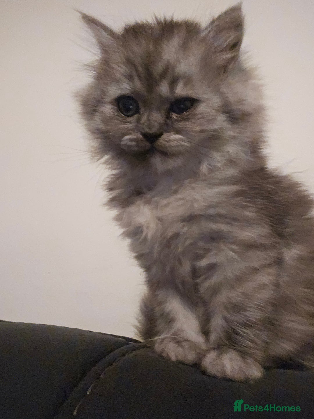 Persian cats for sale: Persian kittens for sale - Image 30
