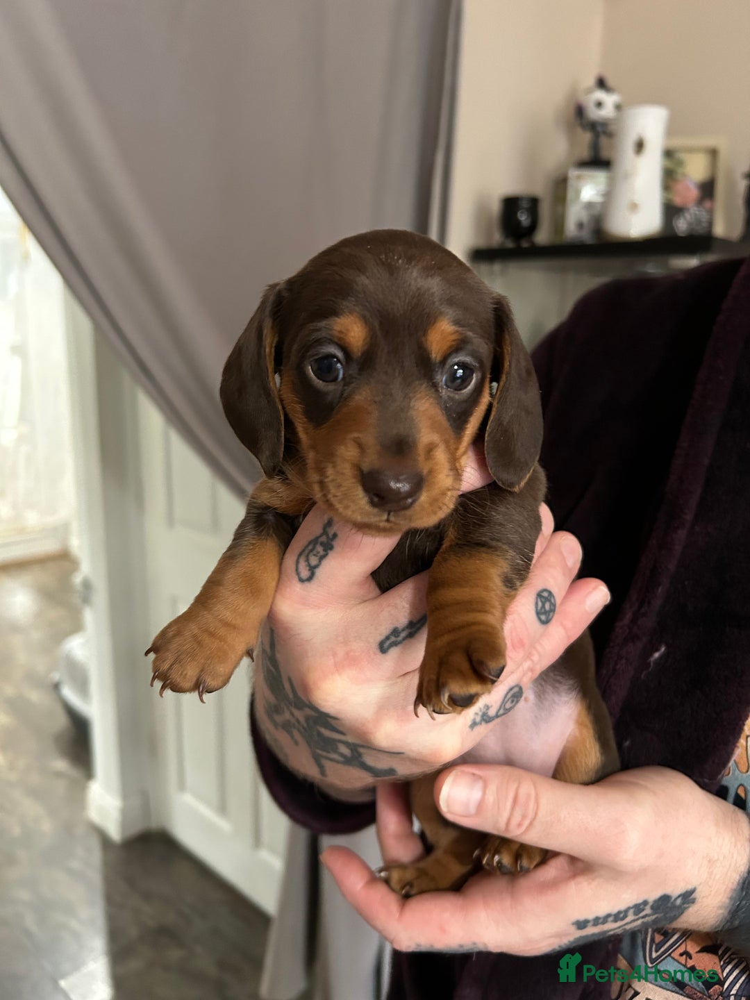 Miniature Dachshund dogs for sale: Kc miniature dachshund  - Advert 2