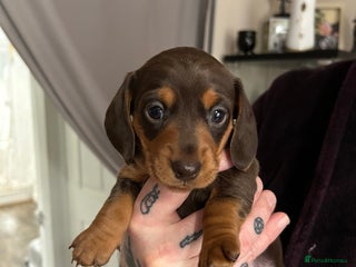 Miniature Dachshund dogs Kc miniature dachshund - Advert 10