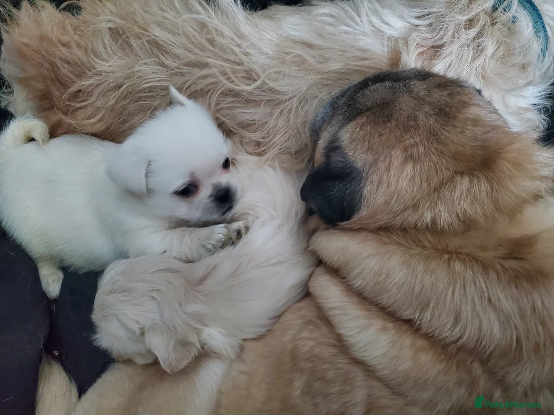 Mixed Breed dogs for sale: Shih tzu cross Pug puppies - Advert 2