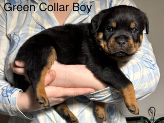 Rottweiler dogs Top Quality KC Health Tested Rottweiler Puppies - Advert 1