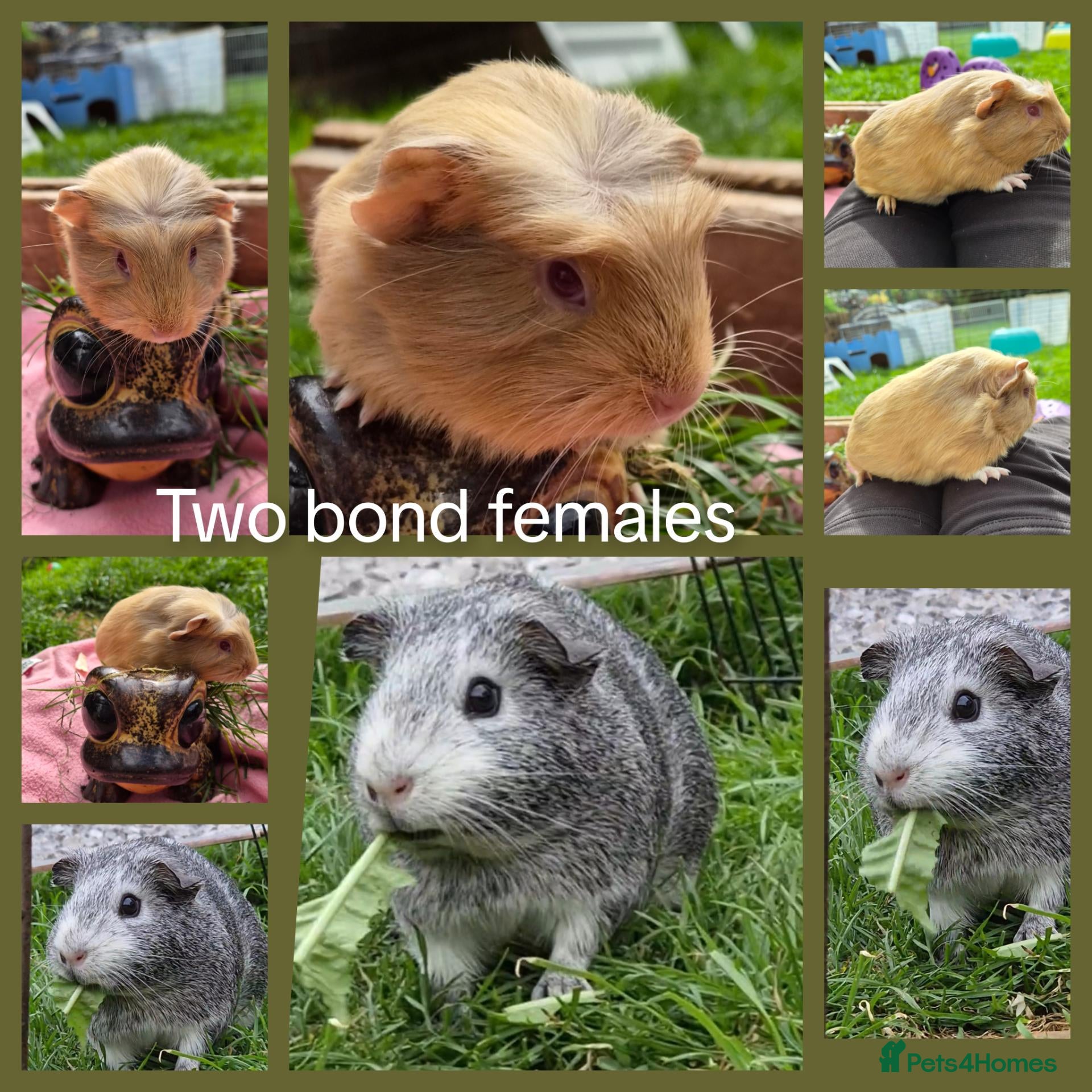 Guinea Pig rodents Two bond beautiful females Guinea pigs - Advert 1