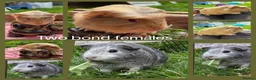 Guinea Pig rodents for sale: Two bond beautiful females Guinea pigs - Advert 1