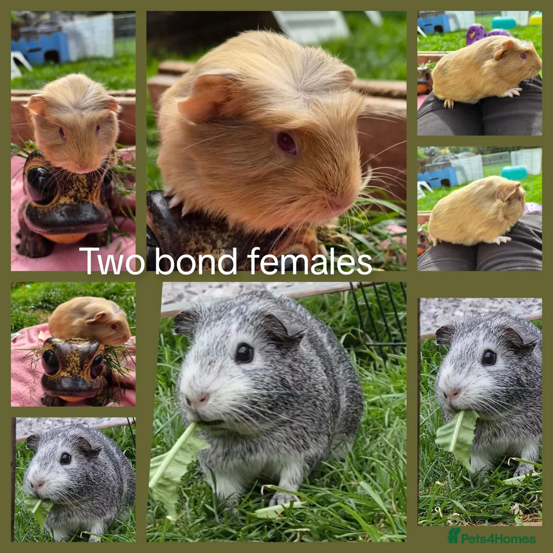 Guinea Pig rodents for sale: Two bond beautiful females Guinea pigs - Advert 1