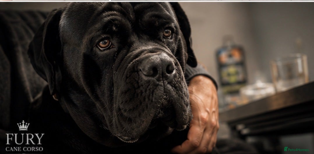 Cane Corso dogs FURY-JET BLACK CANE CORSO STUD   - Advert 5