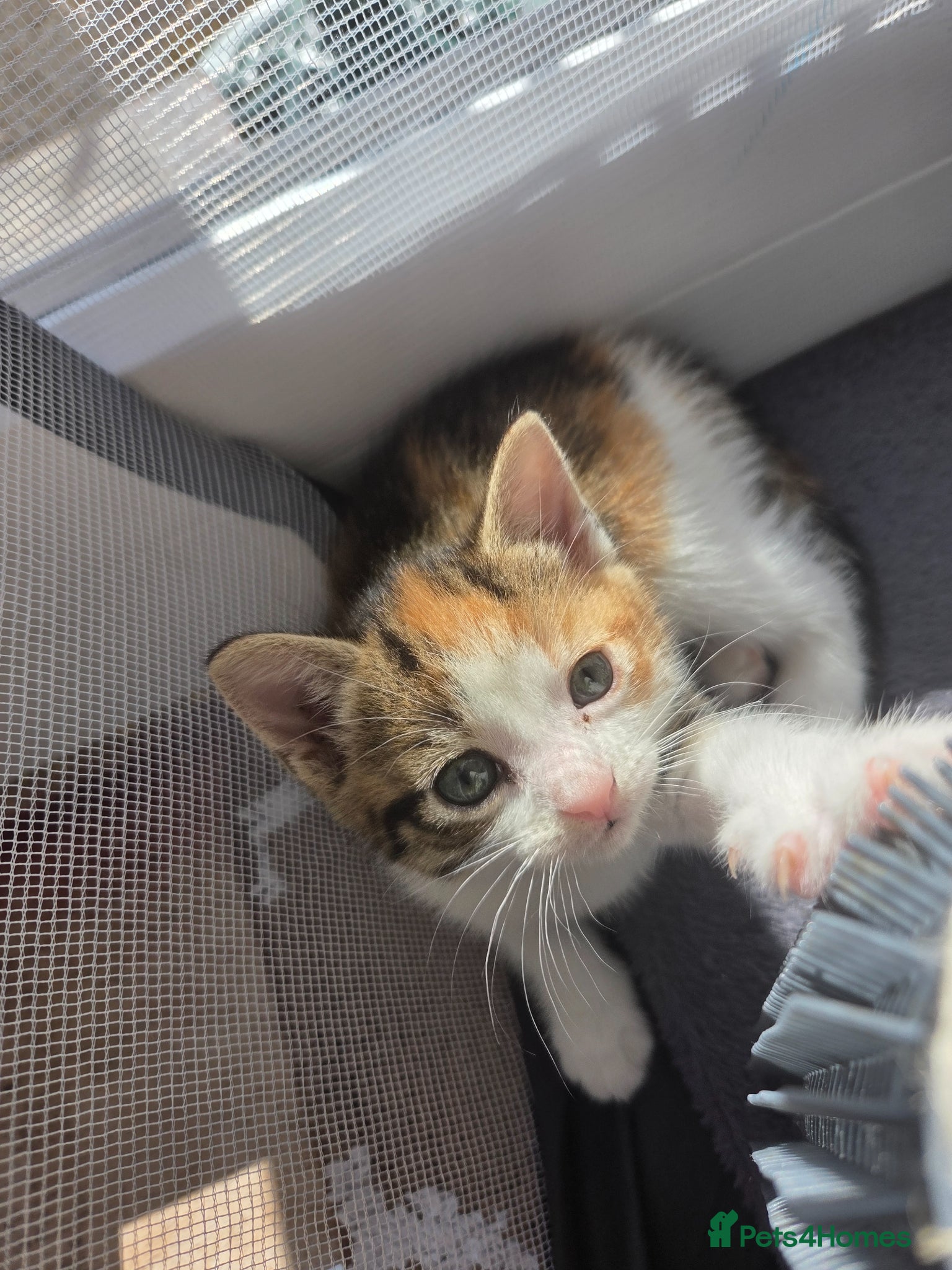 Mixed Breed cats Only 1 friendly baby girl avaliable. - Advert 10