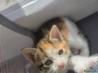 Mixed Breed cats Only 1 friendly baby girl avaliable. - Advert 10